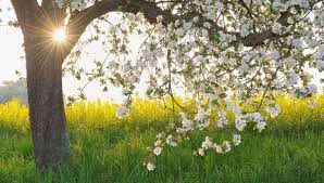 Miel de Printemps