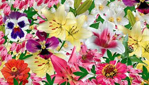 Miel Toutes Fleurs